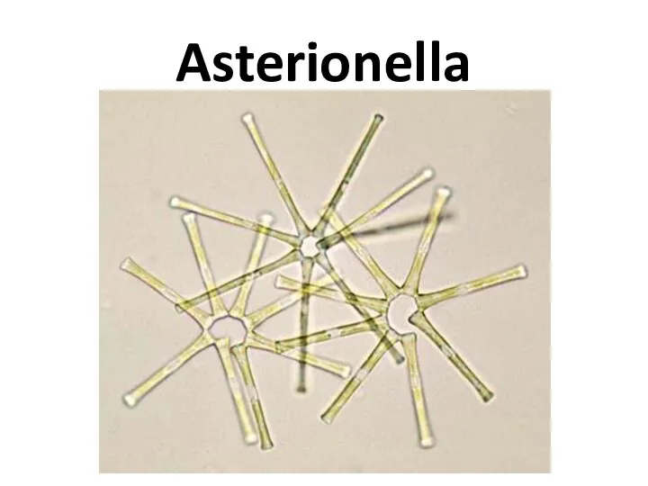 Asterionella