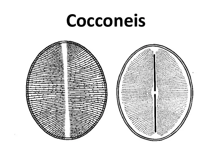 Cocconeis