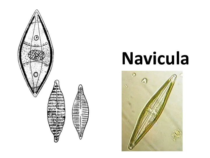 Navicula