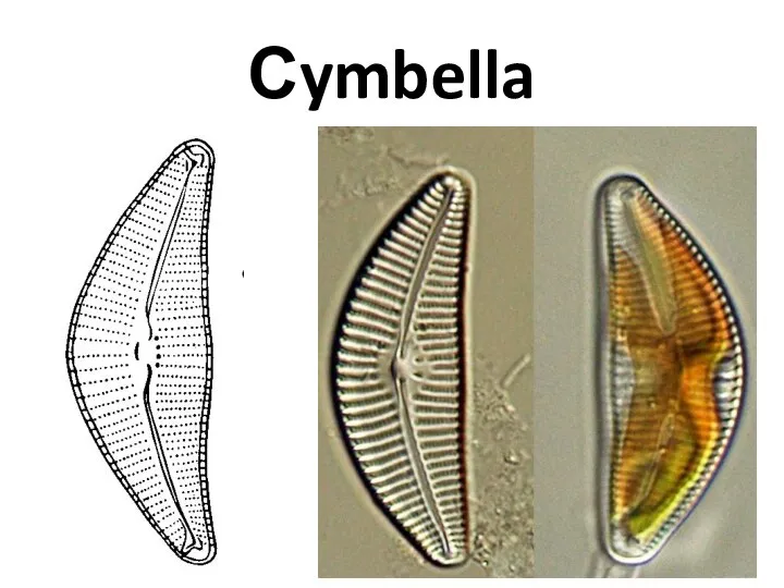 Сymbella