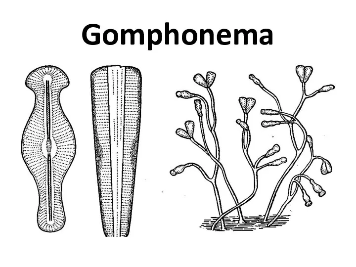 Gomphonema