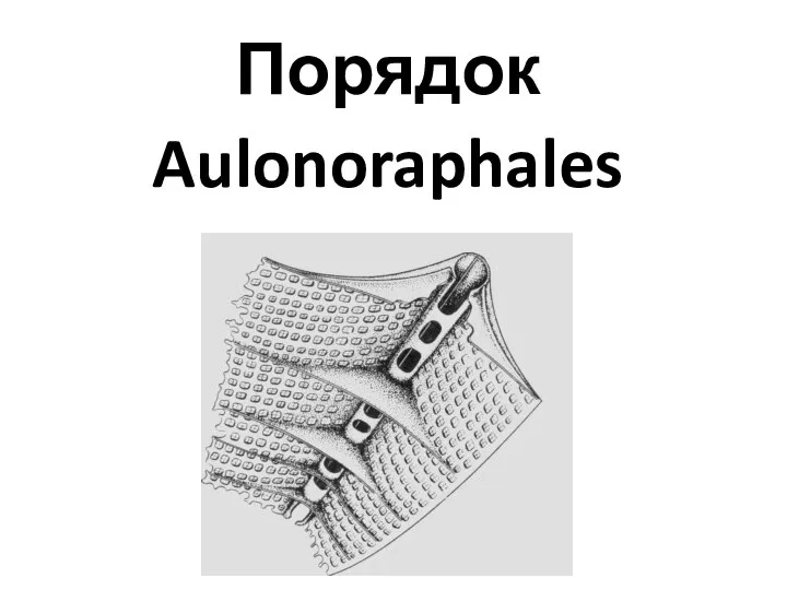 Порядок Aulonoraphales