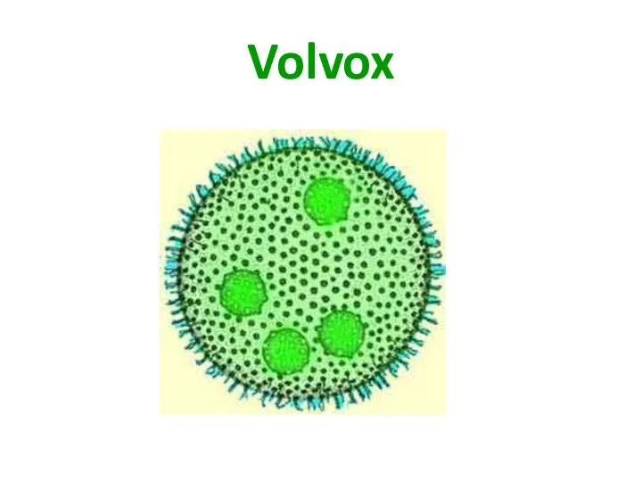 Volvox