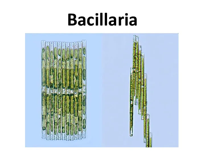 Bacillaria