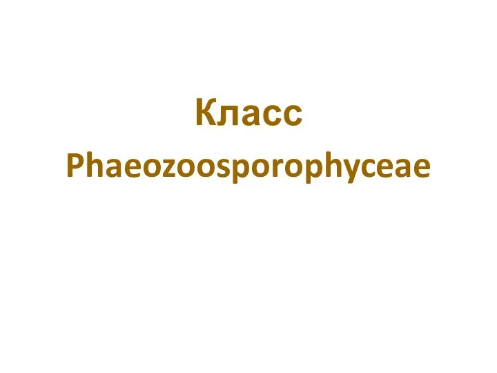 Класс Phaeozoosporophyceae