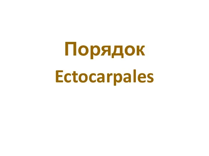 Порядок Ectocarpales