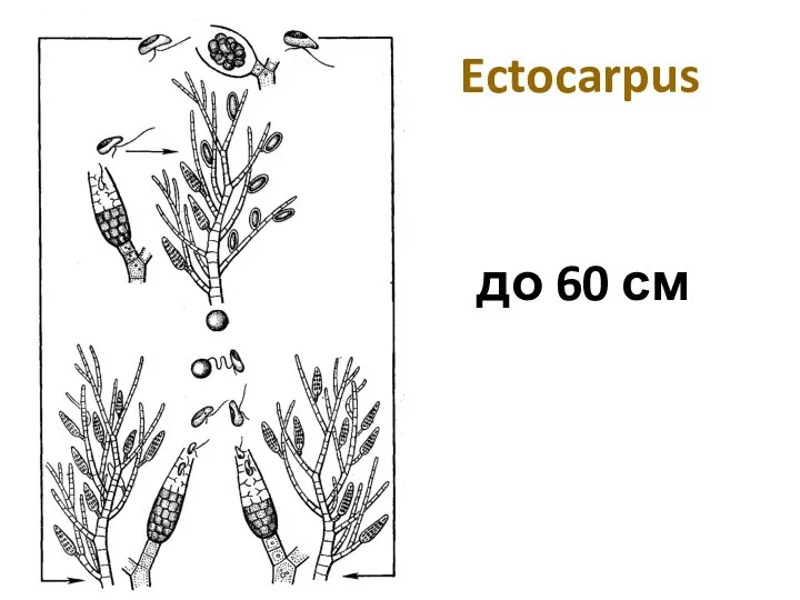 Ectocarpus до 60 см