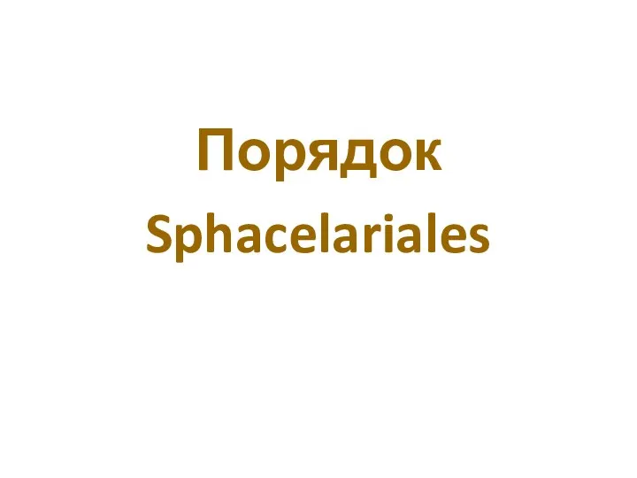 Порядок Sphacelariales