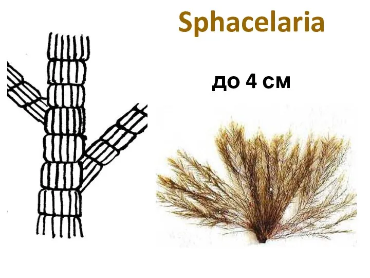 Sphacelaria до 4 см