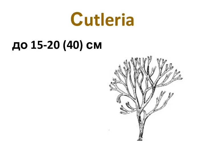 Сutleria до 15-20 (40) см