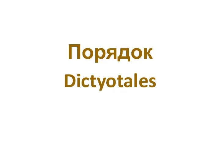 Порядок Dictyotales