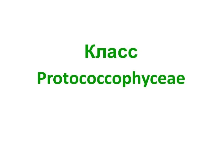 Класс Protococcophyceae