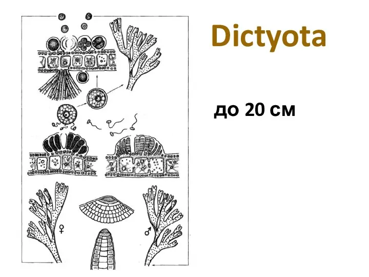 Dictyota до 20 см