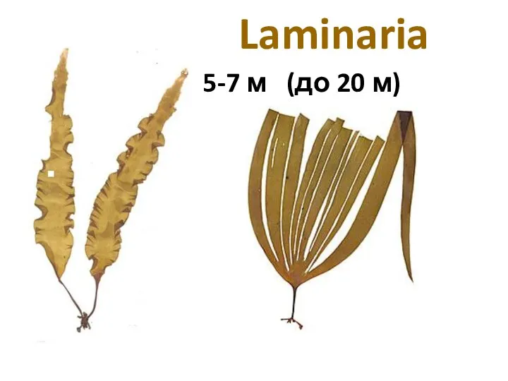 Laminaria 5-7 м (до 20 м)