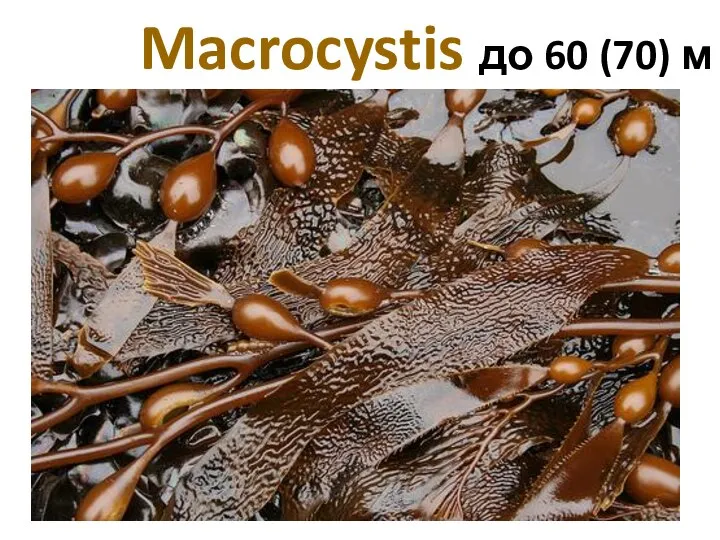 Macrocystis до 60 (70) м