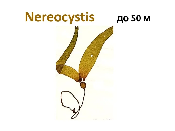 Nereocystis до 50 м