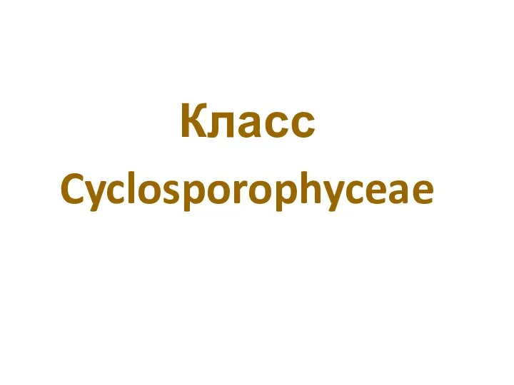 Класс Cyclosporophyceae