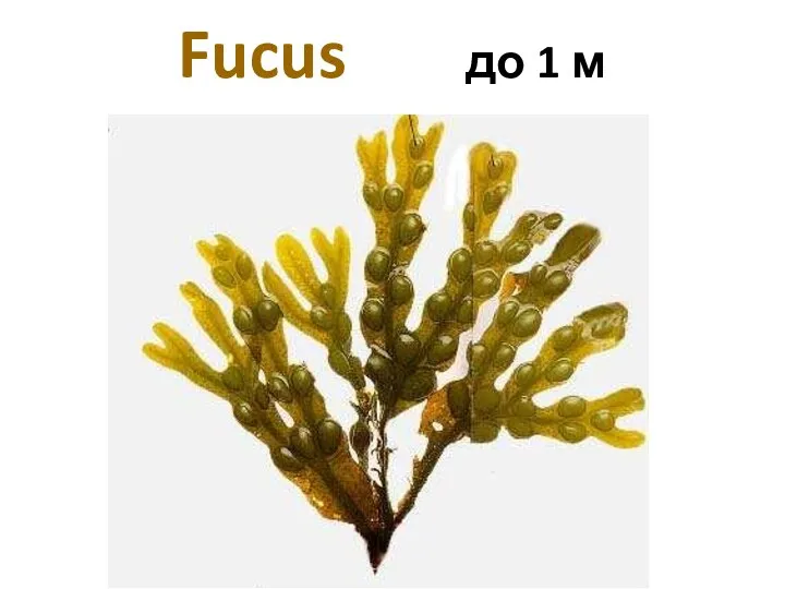 Fucus до 1 м