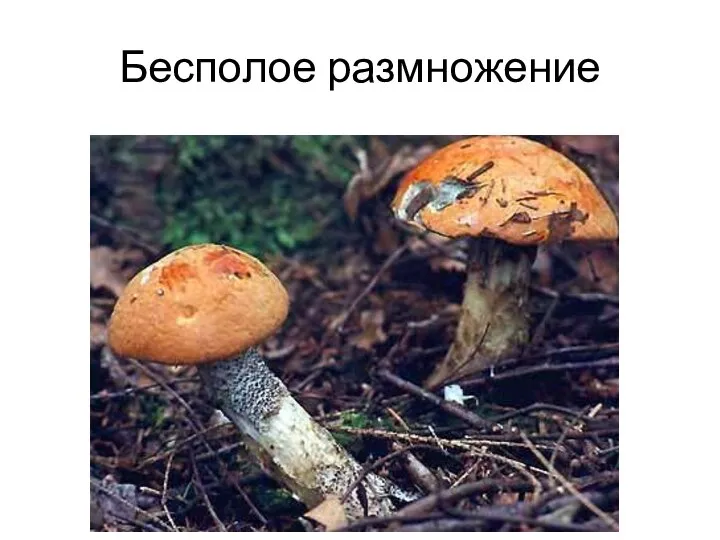 Бесполое размножение