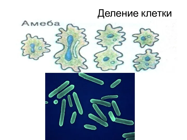 Деление клетки