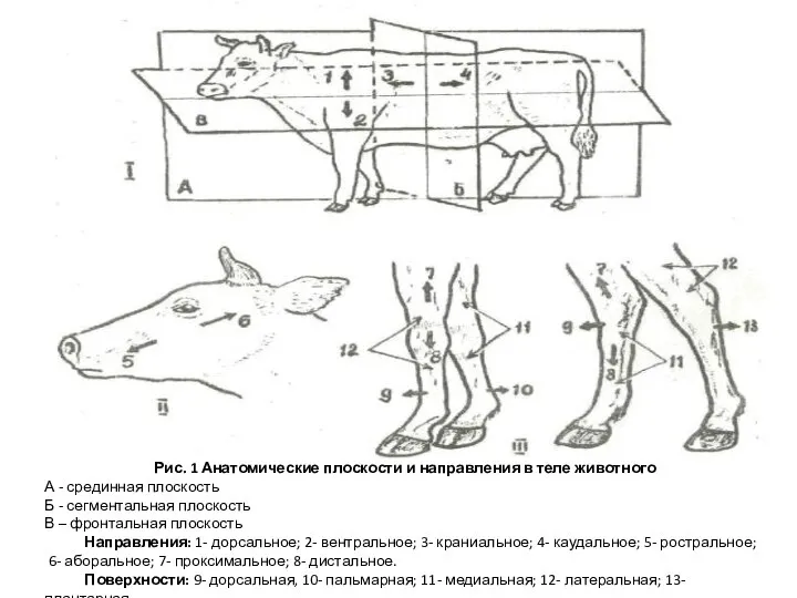 Рис. 1 Анатомические плоскости и направления в теле животного А - срединная