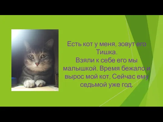 Есть кот у меня, зовут его Тишка. Взяли к себе его мы