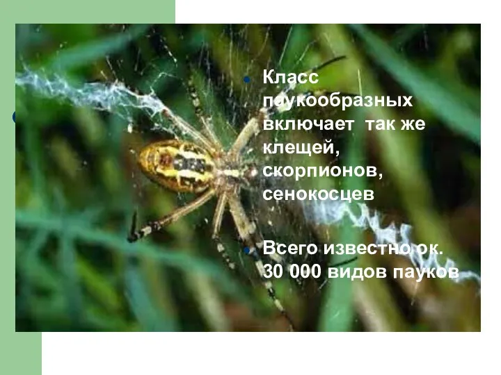 сс скорпионов, сенокосцев Класс паукообразных включает так же клещей, скорпионов, сенокосцев Всего