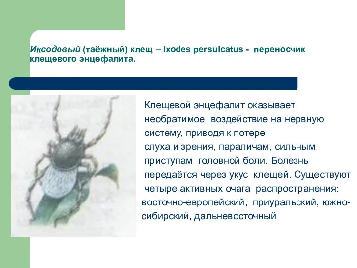 Иксодовый (таёжный) клещ – Ixodes persulcatus - переносчик клещевого энцефалита. Клещевой энцефалит
