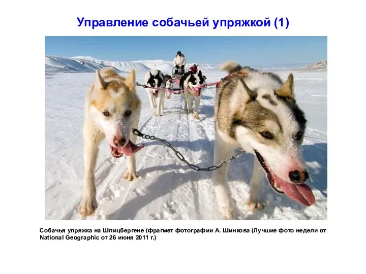 Управление собачьей упряжкой (1) Собачья упряжка на Шпицбергене (фрагмет фотографии А. Шинкова