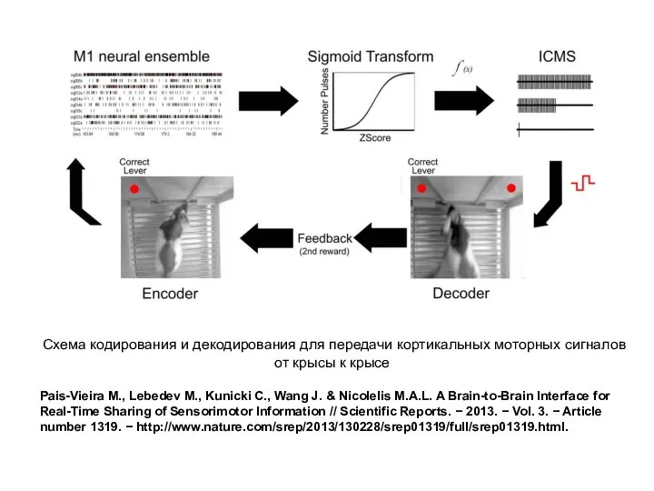 Схема кодирования и декодирования для передачи кортикальных моторных сигналов от крысы к