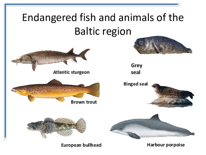 Endangered fish and animals of the Baltic region Harbour porpoise