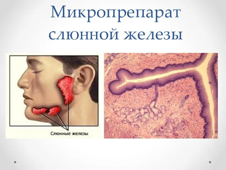 Микропрепарат слюнной железы