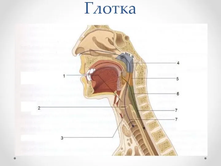 Глотка