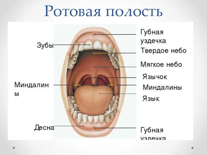 Ротовая полость