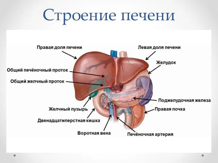 Строение печени