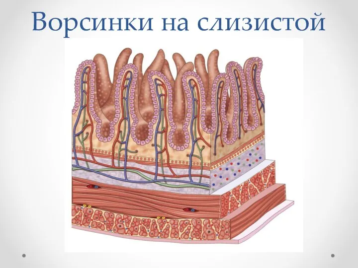 Ворсинки на слизистой