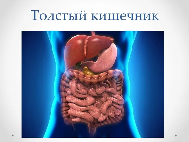 Толстый кишечник