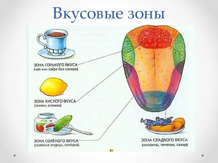 Вкусовые зоны