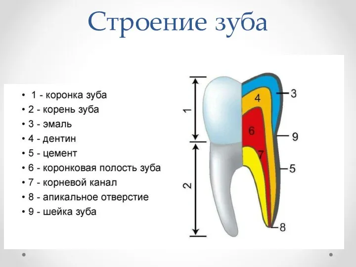 Строение зуба