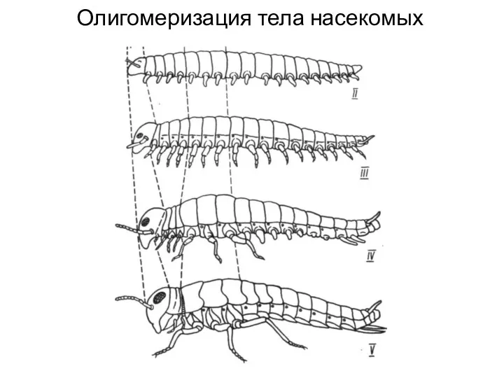 Олигомеризация тела насекомых