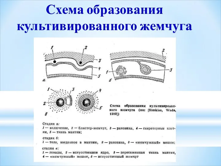 Схема образования культивированного жемчуга