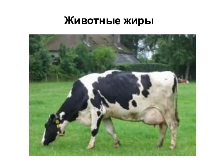 Животные жиры