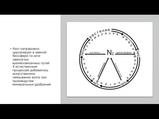 Азот непрерывно циркулирует в земной биосфере по сети замкнутых взаимосвязанных путей. К