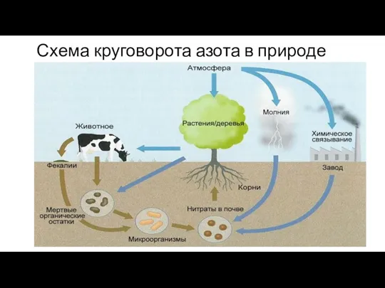 Схема круговорота азота в природе