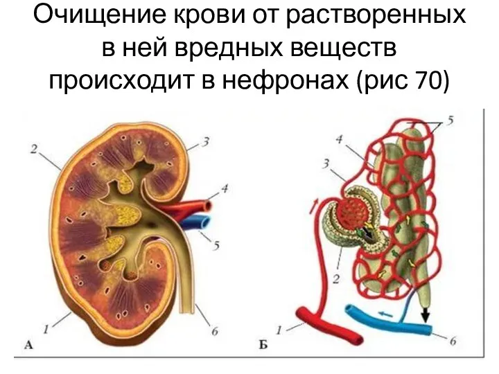 Очищение крови от растворенных в ней вредных веществ происходит в нефронах (рис 70)