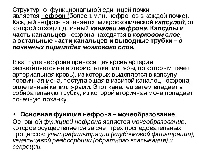 Структурно- функциональной единицей почки является нефрон (более 1 млн. нефронов в каждой