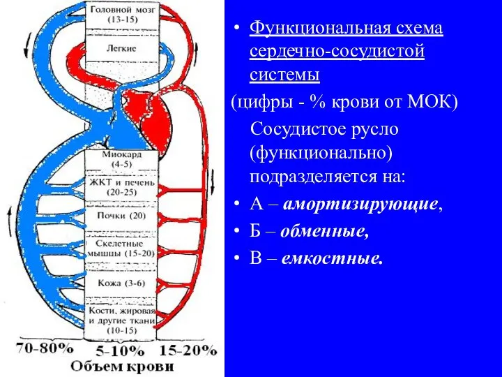 Функциональная схема сердечно-сосудистой системы (цифры - % крови от МОК) Сосудистое русло