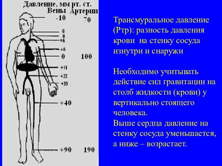 Трансмуральное давление (Ртр): разность давления крови на стенку сосуда изнутри и снаружи