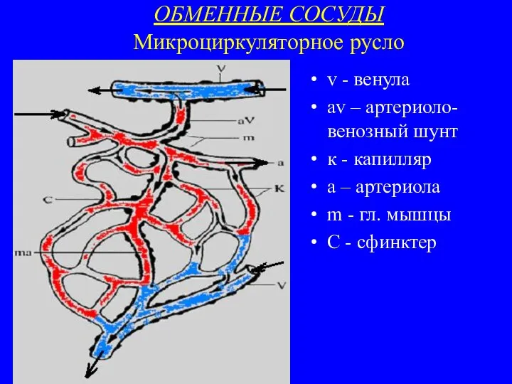 ОБМЕННЫЕ СОСУДЫ Микроциркуляторное русло v - венула av – артериоло-венозный шунт к