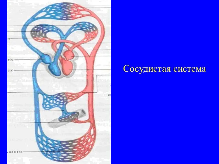 Сосудистая система